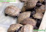 ڹ꣬ͼƬԴwww.350xue.com