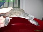 㣬ˣwww.350xue.com