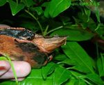 鳖